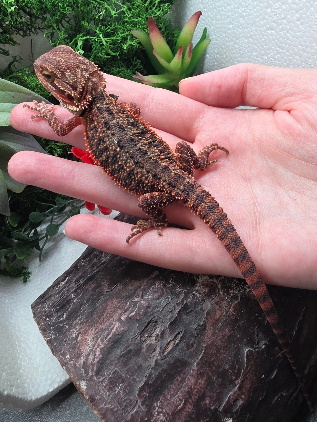 100% red monster het hypo man, Dieren en Toebehoren, Reptielen en Amfibieën