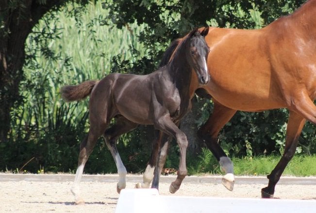 talentvolle dressuurveulens te koop, Dieren en Toebehoren, Minder dan 160 cm, Met stamboom, Dressuurpaard, 0 tot 2 jaar