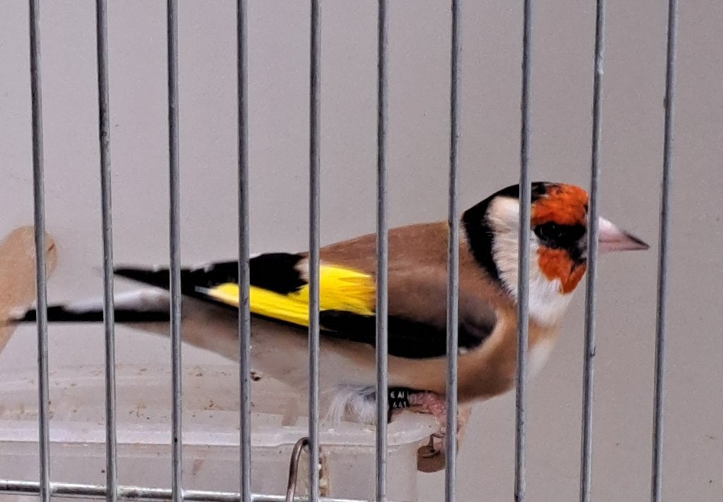 Putter, Dieren en Toebehoren, Mannelijk, Wildzangvogel, Geringd