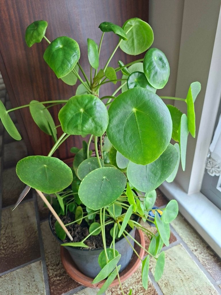 Pannekoekplant, Tuin en Terras, Vaste plant, Bloeit niet, Halfschaduw, Ophalen