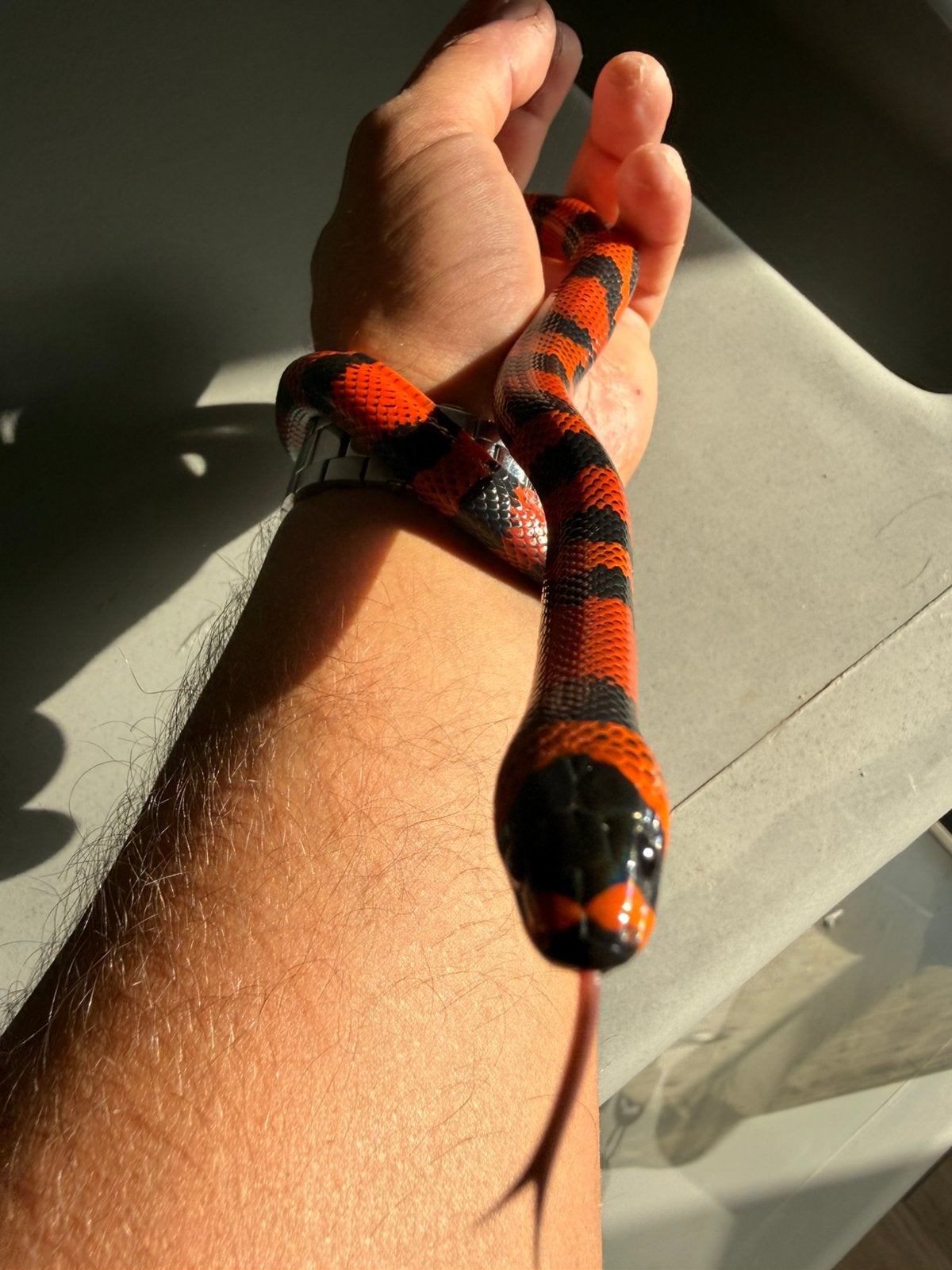 Serpent Lampropeltis Hondurensis, Animaux & Accessoires, Serpent