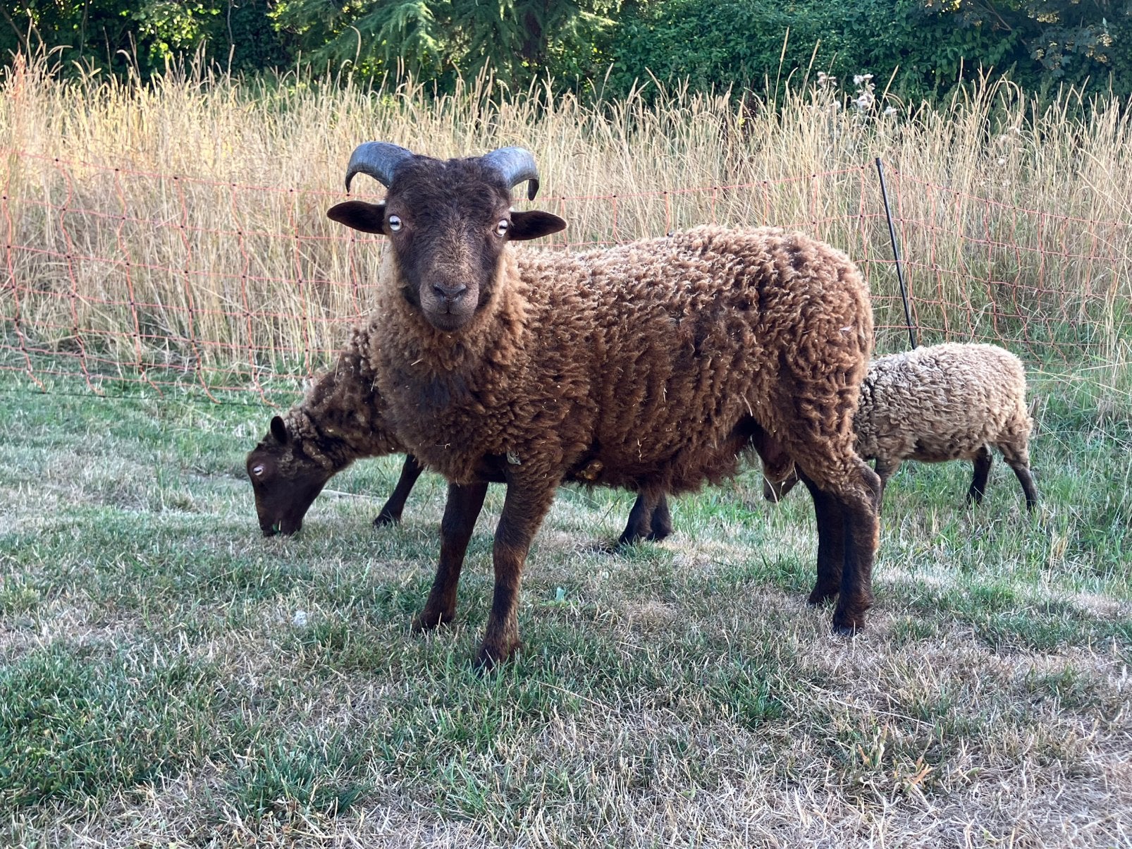 Lief Ouessant schaap - ram lam - 3 maanden oud, Mannelijk, Schaap, 0 tot 2 jaar