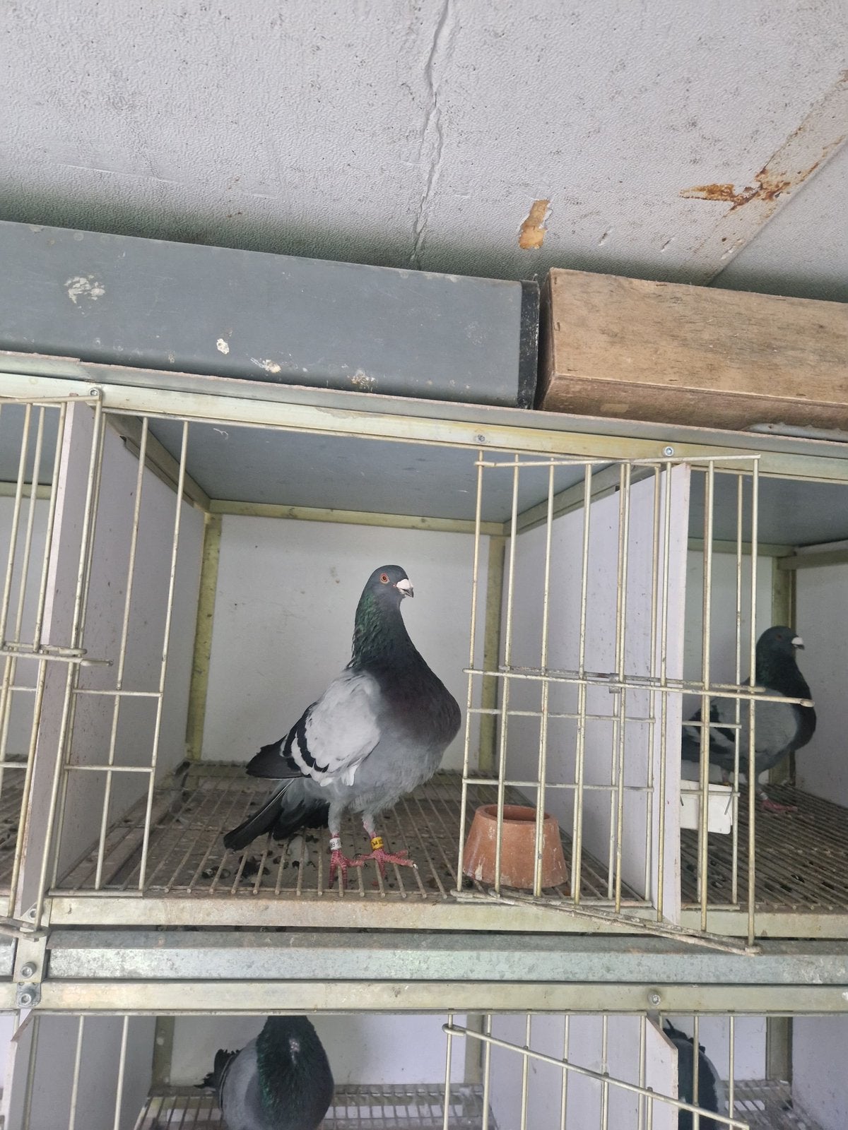 Pigeon Jiennense, Dieren en Toebehoren, Vogels | Duiven, Meerdere dieren, Overige soorten