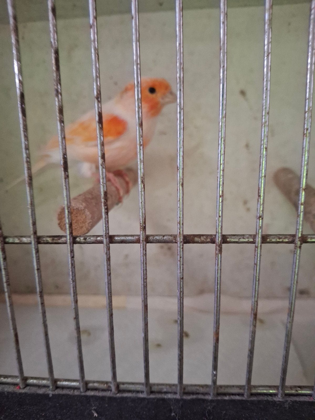 Mooie rood-mozaïk zoekt nieuwe thuis, Mâle, Canari de couleur