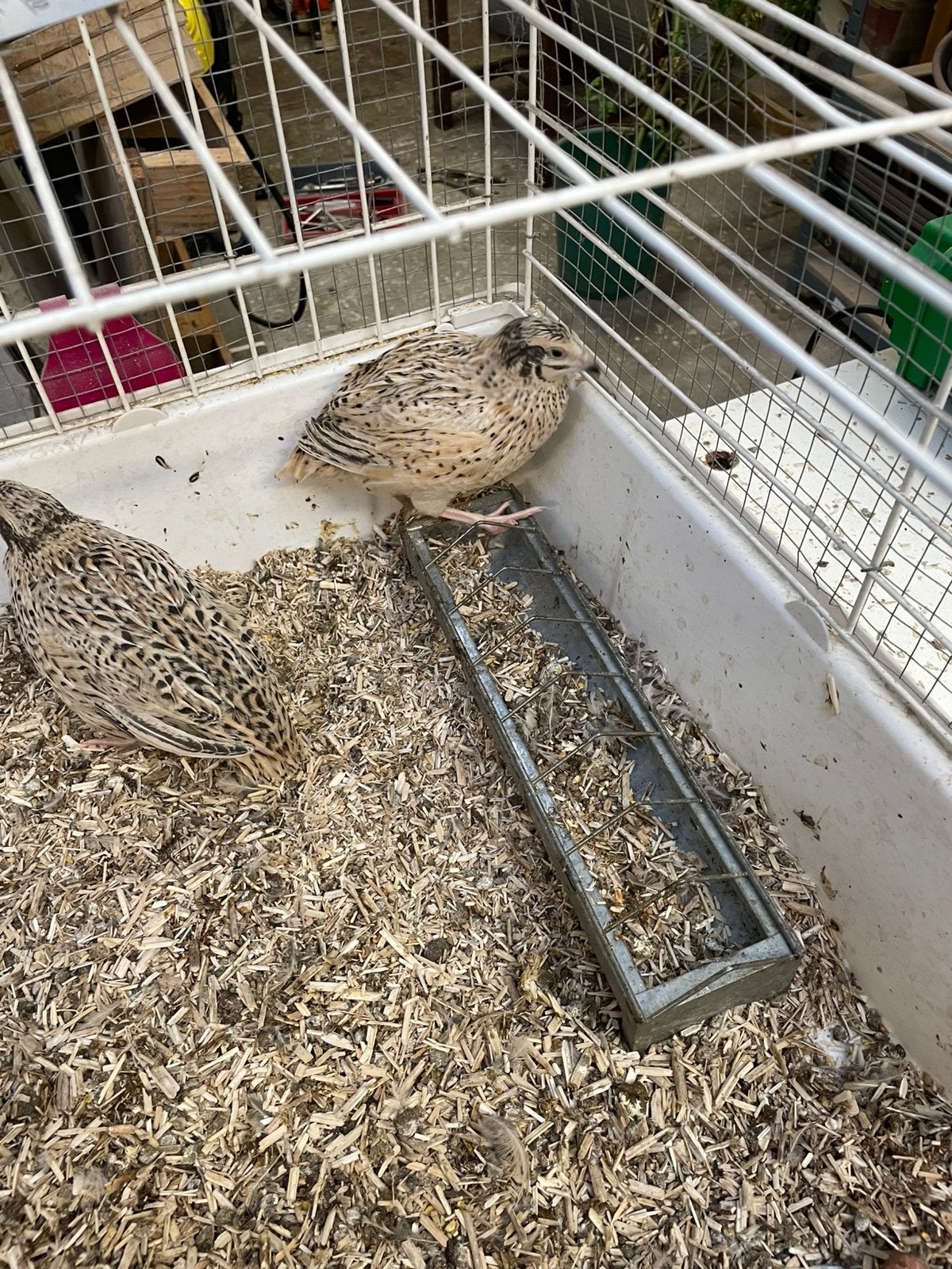 Kwartels, Dieren en Toebehoren, Pluimvee, Vrouwelijk, Overige soorten