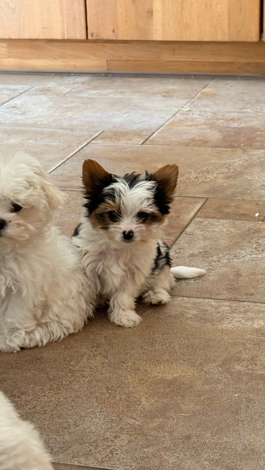 Biewer pups, België, Overige rassen, CDV (hondenziekte), 8 tot 15 weken