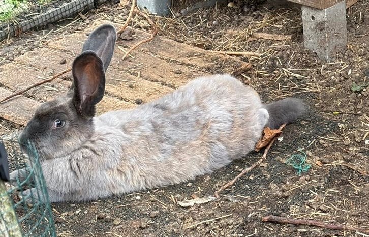 Bélier géant allemand Sweet Blue Marten, Mâle, Grand, 0 à 2 ans