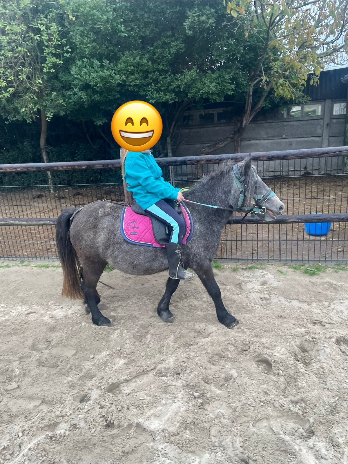 Dizzy (shetlandmerrie) zoekt een nieuw stalletje, Zadelmak, A pony (tot 1.17m), 3 tot 6 jaar, Recreatiepony