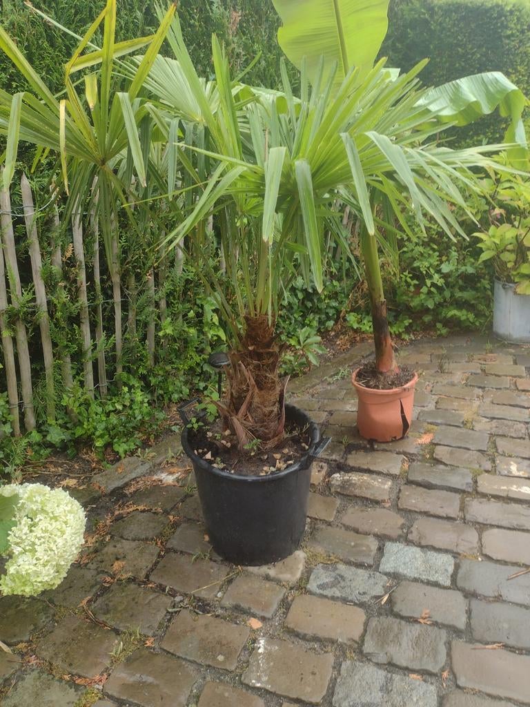 Palmboom Fortunae, Tuin en Terras, Ophalen