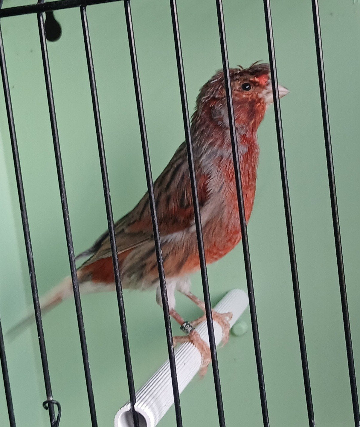 Portugese harlekijn kanarie 
25euro
regio Deinze