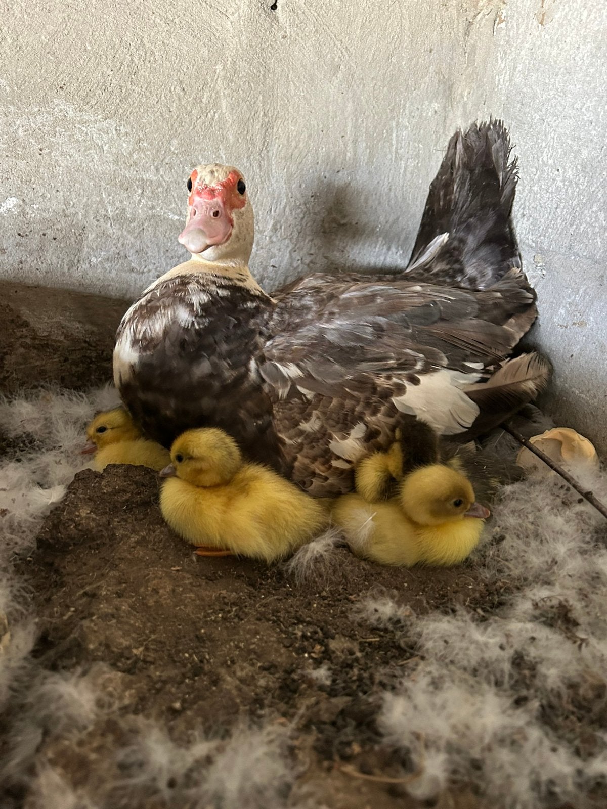 Eend met 6 kleintjes, Dieren en Toebehoren, Eend