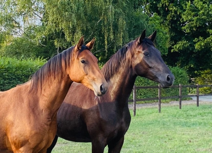 2,5jr. Dressuur merrie, Dieren en Toebehoren, Paarden, Merrie, Met stamboom, Dressuurpaard, 0 tot 2 jaar