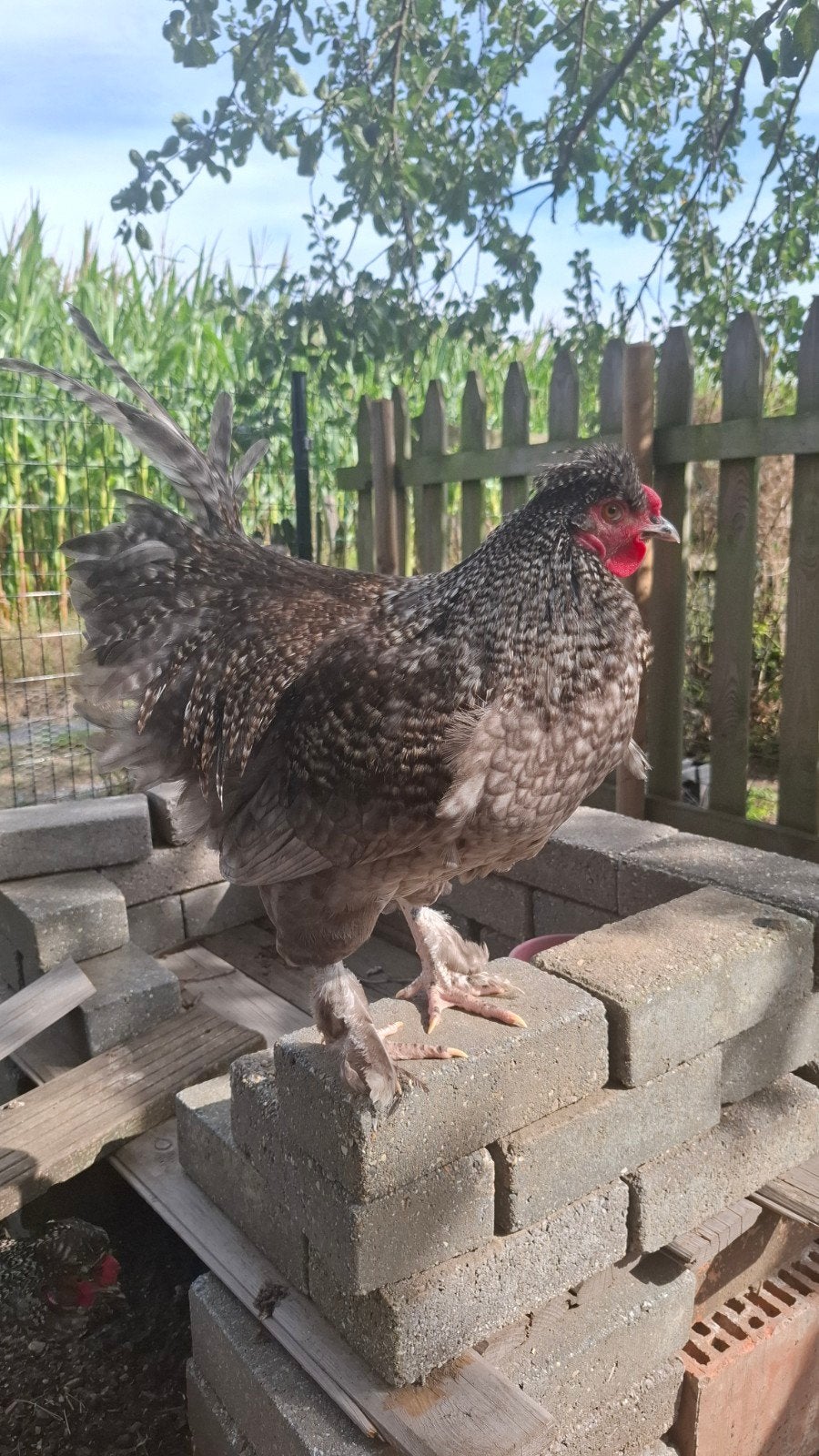 Haan Mechelse Koekoek, Dieren en Toebehoren, Mannelijk, Kip