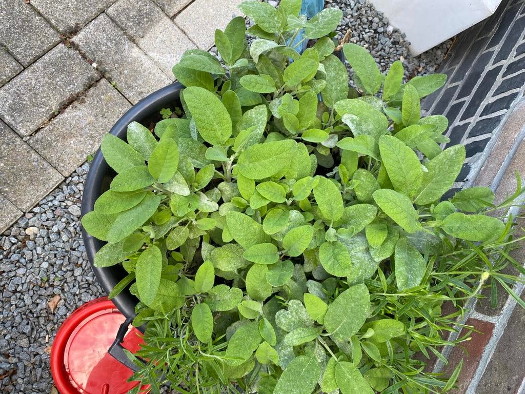 kruiden plant, Jardin & Terrasse, Plantes | Jardin, Enlèvement, Herbes