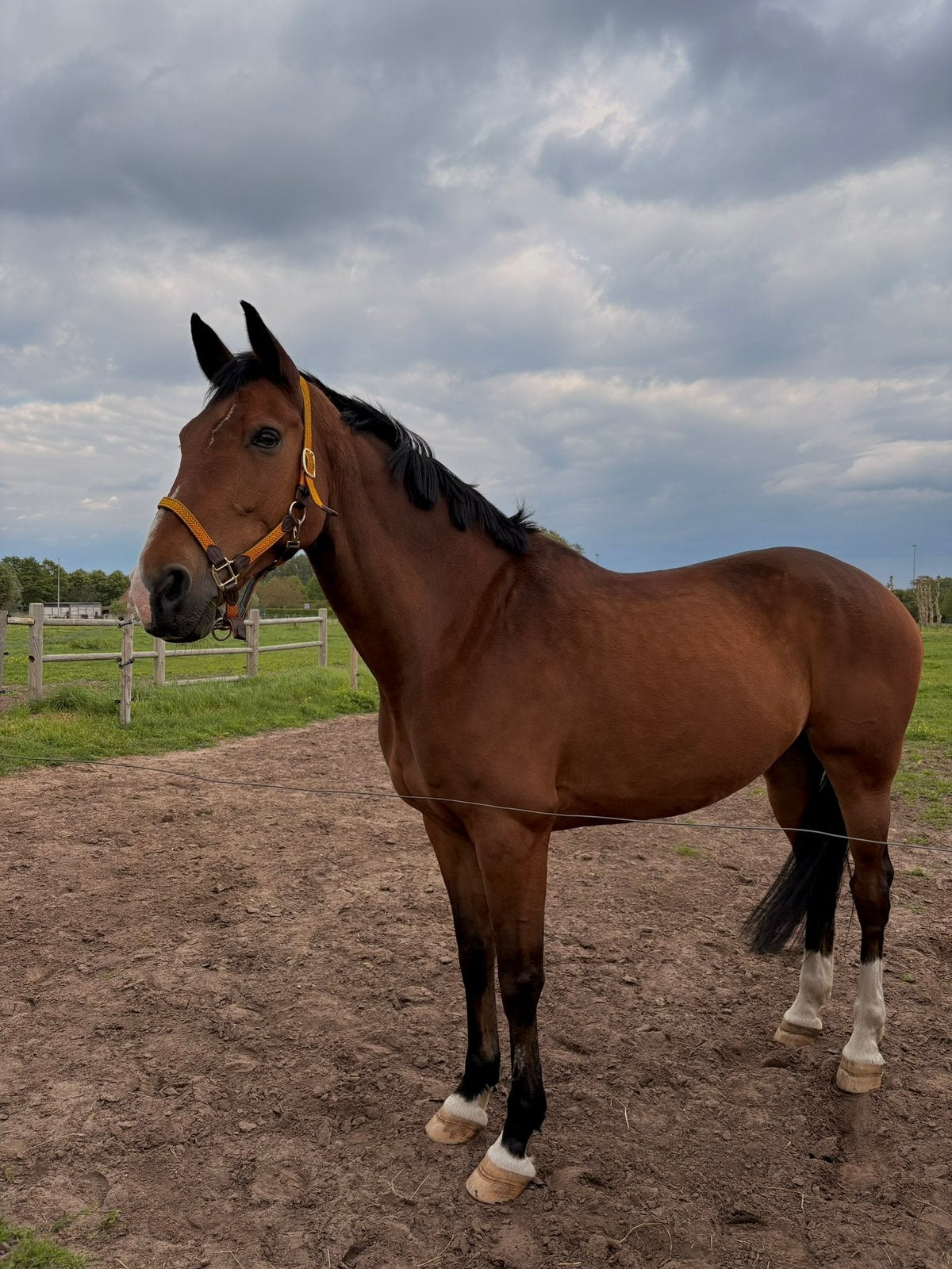 Betrouwbare leermeester, Ruin, Recreatiepaard