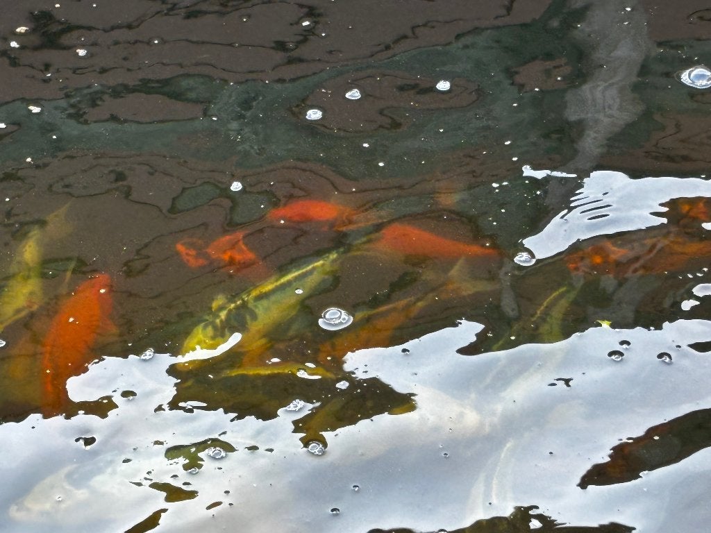 Koi’s, Karper of Koi