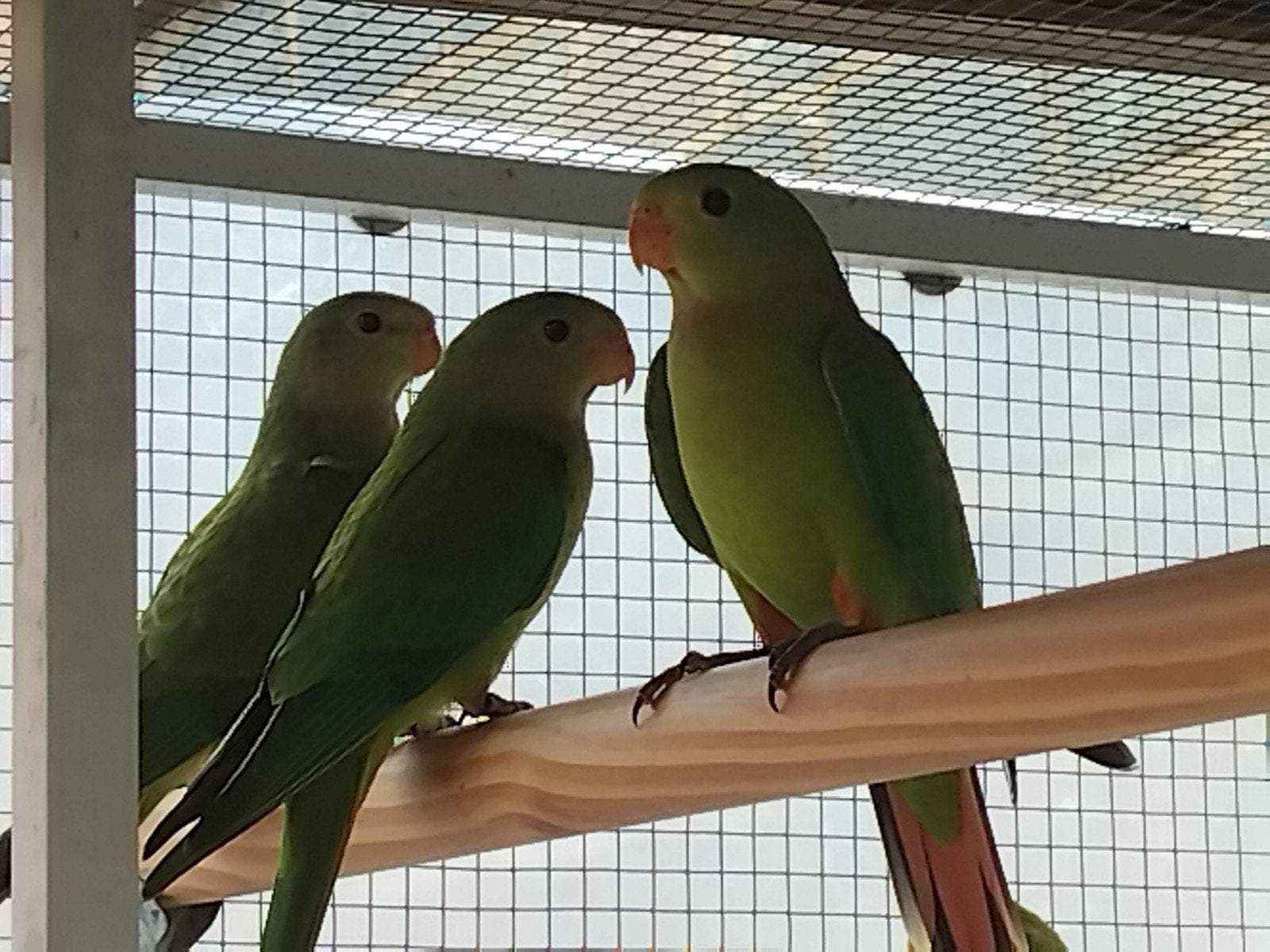 te koop 3 jonge barrabantparkieten van juni 2026, Dieren en Toebehoren, Vogels | Parkieten en Papegaaien, Geslacht onbekend
