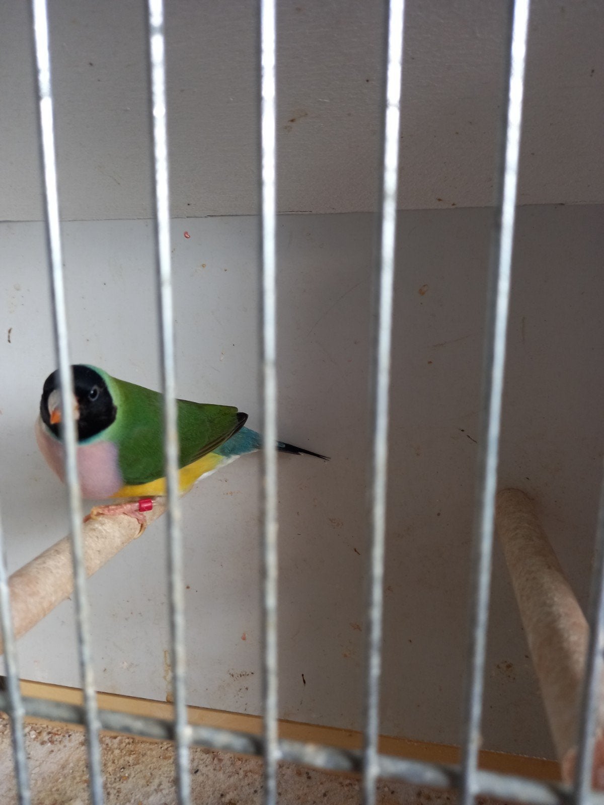 prachtige pop gouldamadine mag verhuizen., Animaux & Accessoires, Oiseaux | Oiseaux Autre