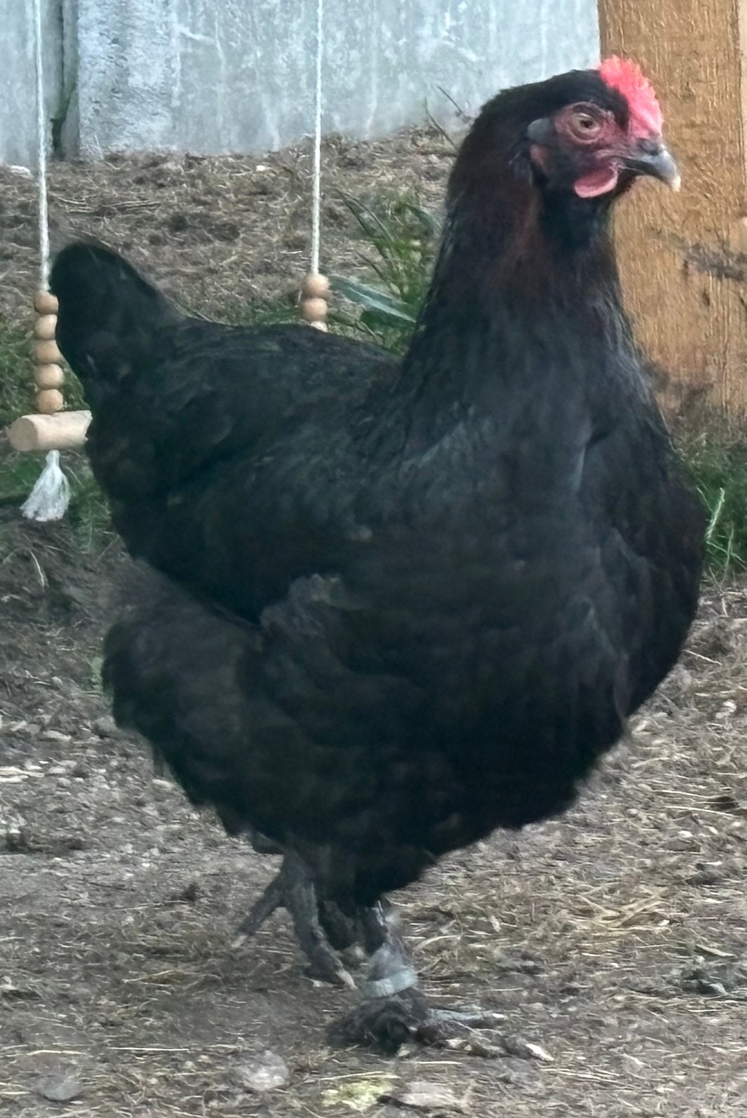 3 jonge jonge marans hennen, Dieren en Toebehoren, Pluimvee