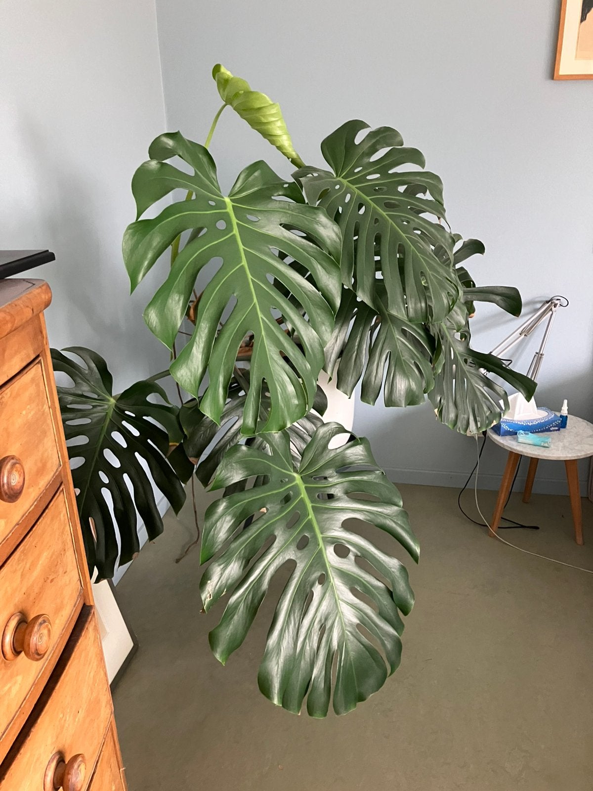 Monstera, Ophalen