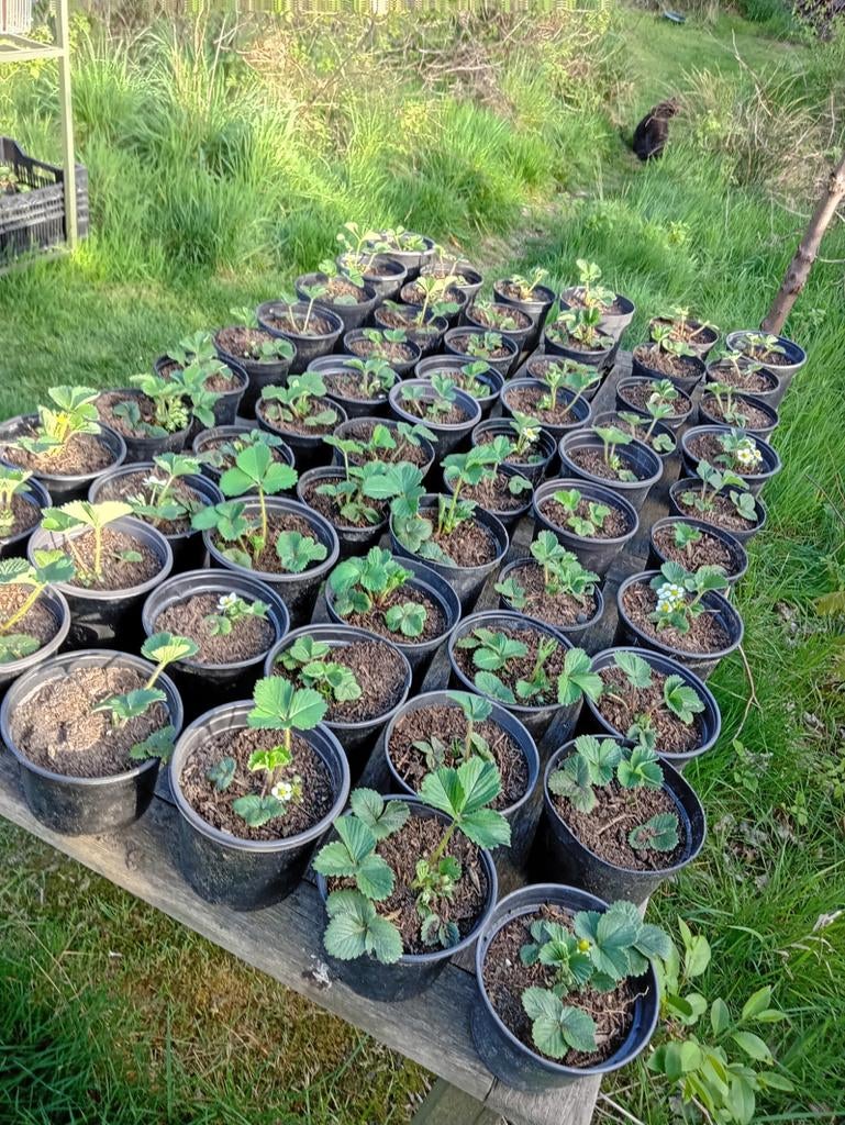 Aardbeiplanten, Tuin en Terras, Planten | Tuinplanten, Ophalen