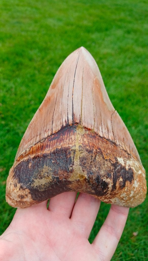 Gigantische Megalodon haaientand fossiel, Verzamelen, Mineralen en Fossielen, Fossiel, Ophalen of Verzenden