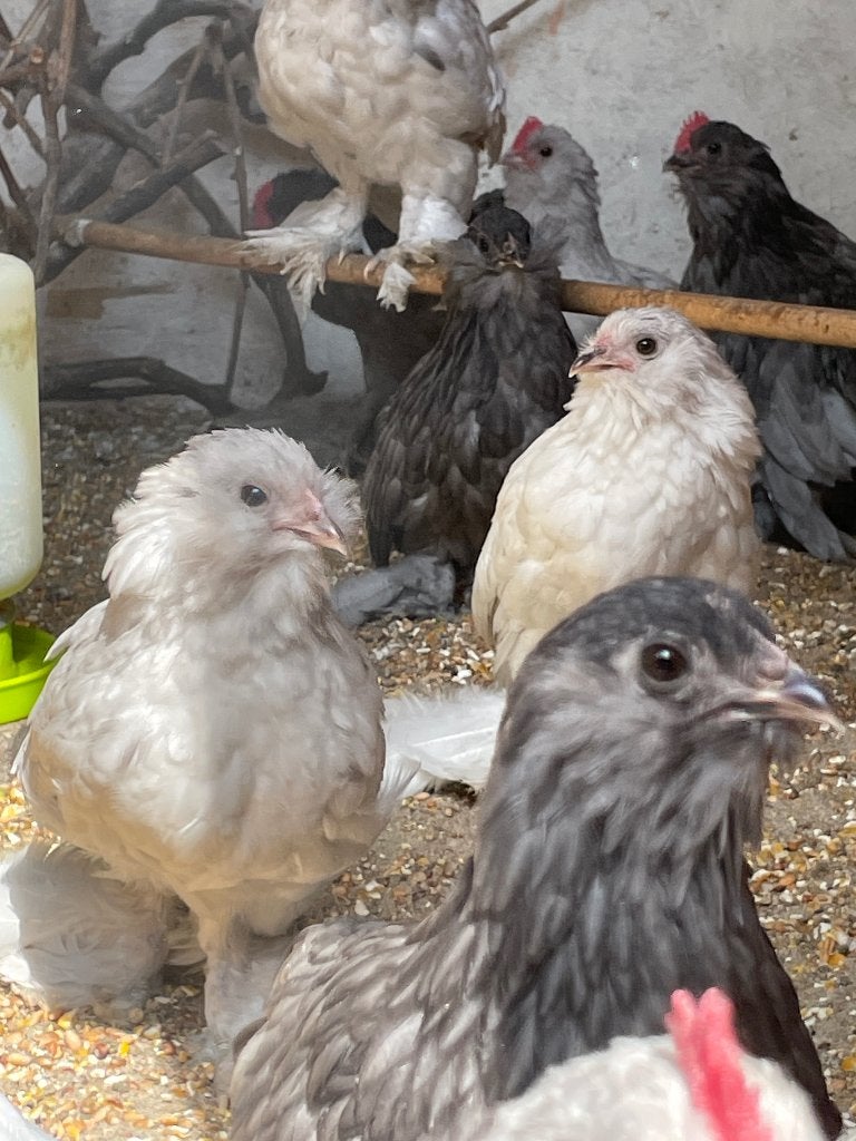 Ukkelse baardkrielen blauw en vuilwit, Dieren en Toebehoren, Meerdere dieren, Kip