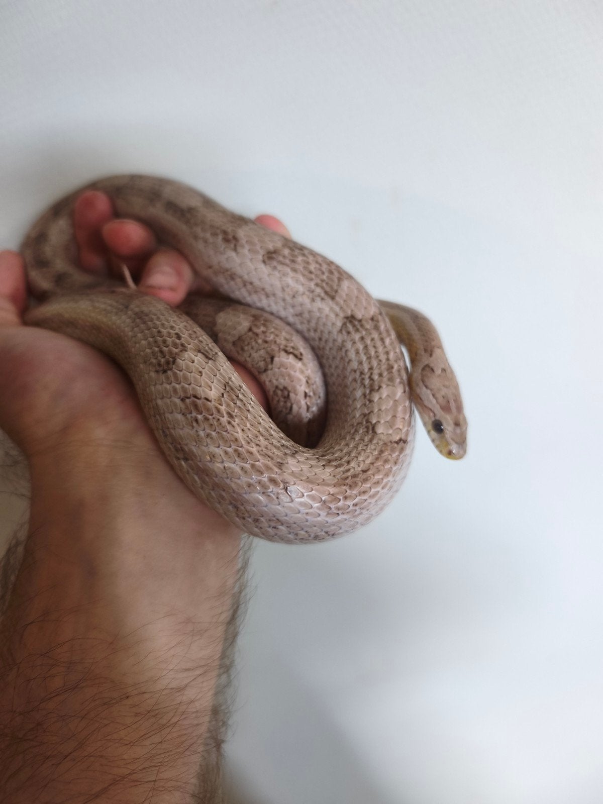 korenslangen tekoop of te ruil tegen boa of andere kleur kor Ball Python - unknown for sale from darko