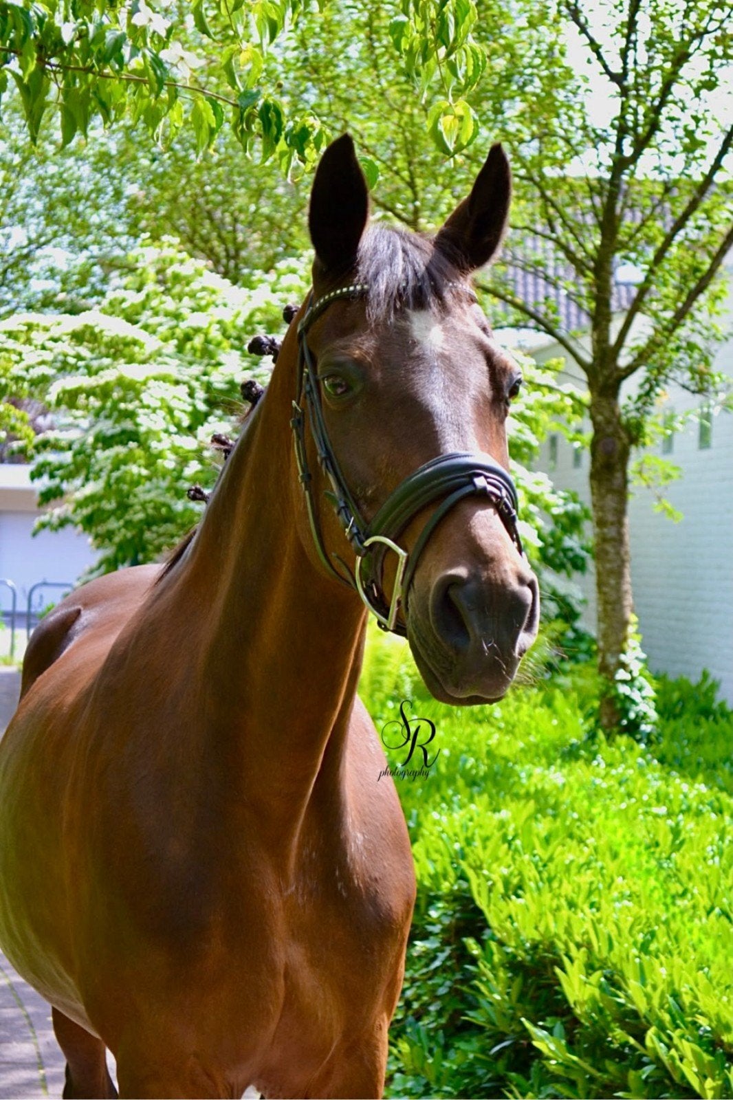 Mooie eerlijke betrouwbare merrie te koop, Dieren en Toebehoren, Paarden, Merrie