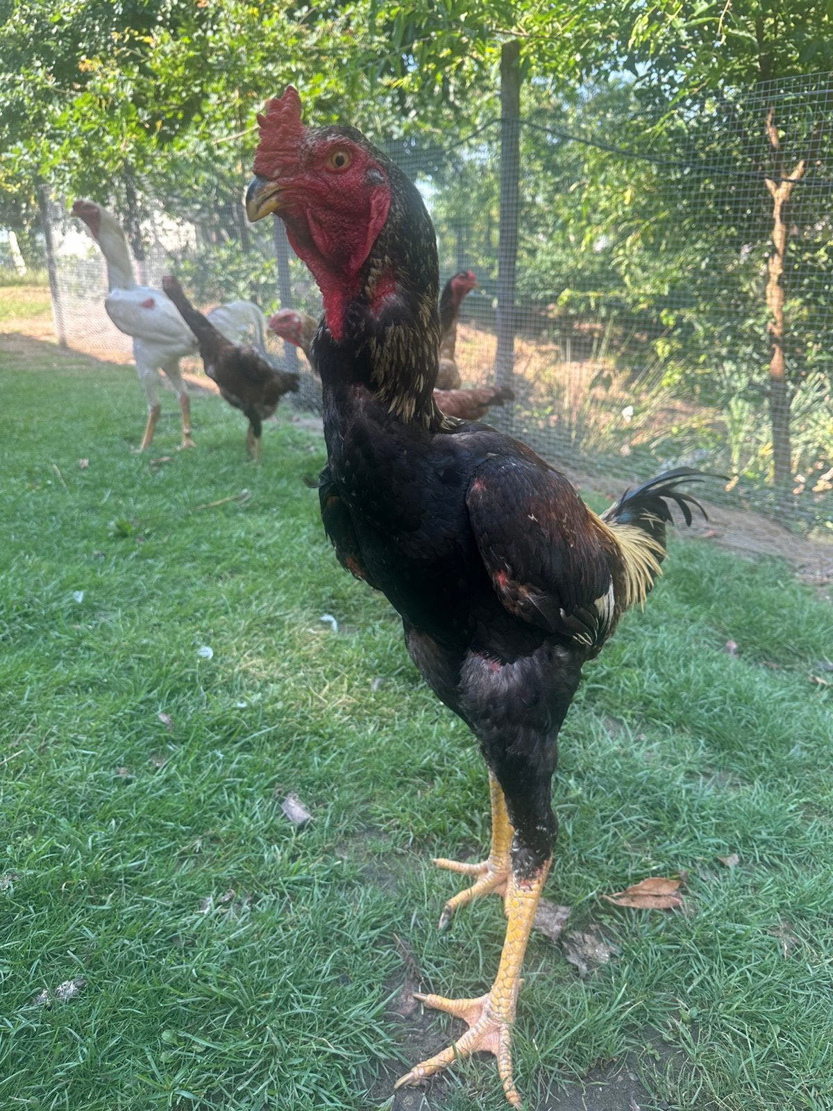 Indio gigante haan, Dieren en Toebehoren, Mannelijk, Kip