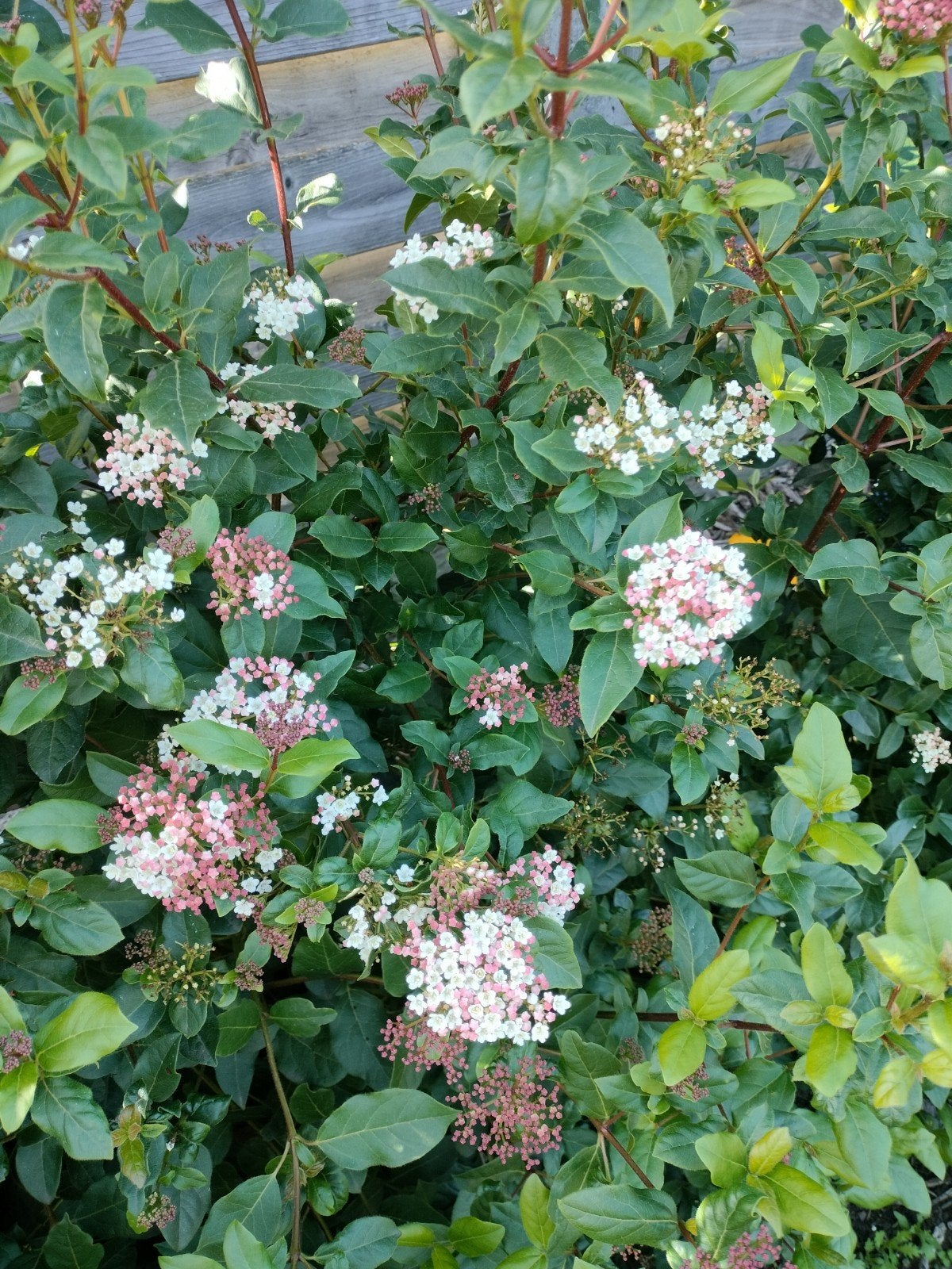 Viburnum Tinus struik 1,2- 1,5 m hoog, Ophalen