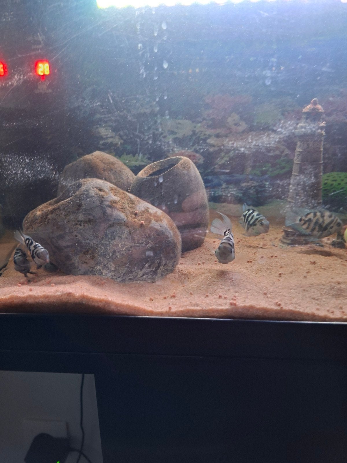chicliden, Dieren en Toebehoren