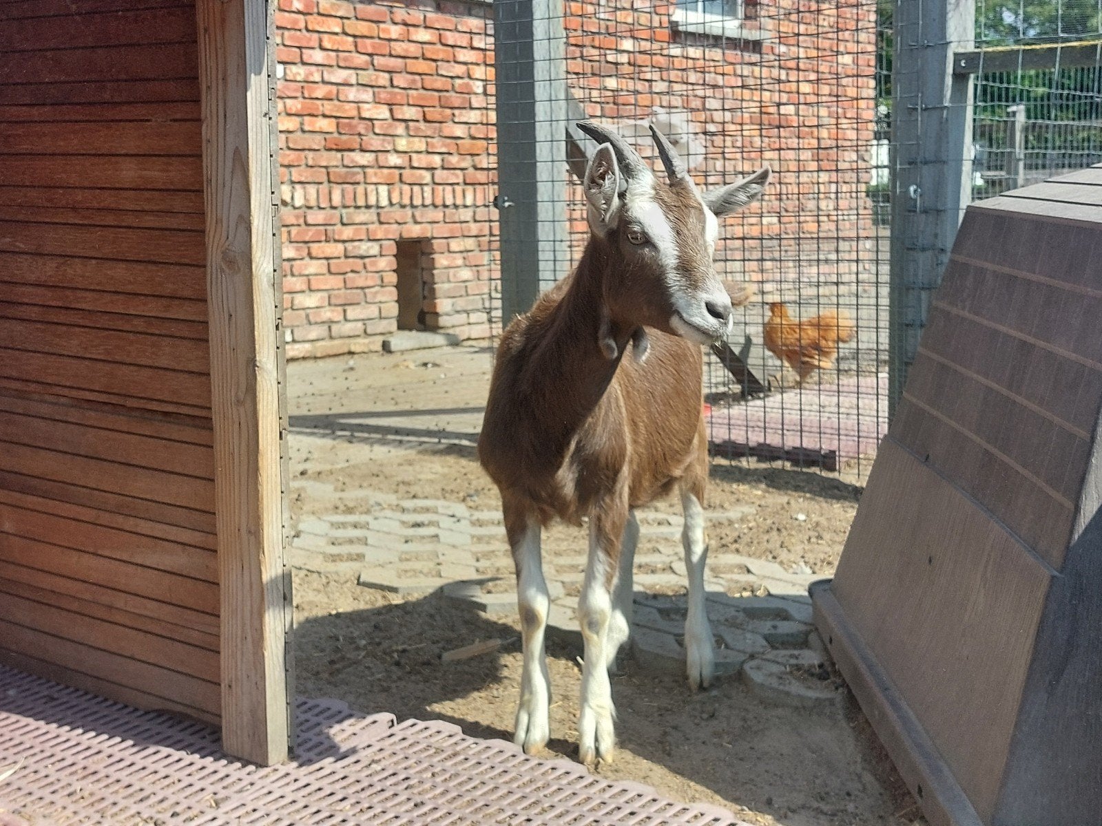 Toggenburger ooi, Dieren en Toebehoren, Schapen, Geiten en Varkens, Vrouwelijk, Geit, 0 tot 2 jaar