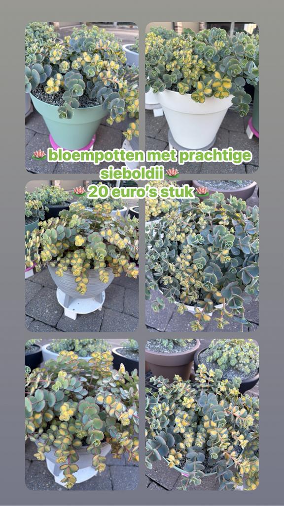Bloempotten met sieboldii, Tuin en Terras, Ophalen, Zomer
