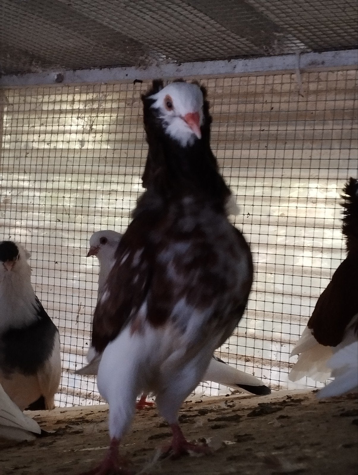 kapucijnen, Dieren en Toebehoren