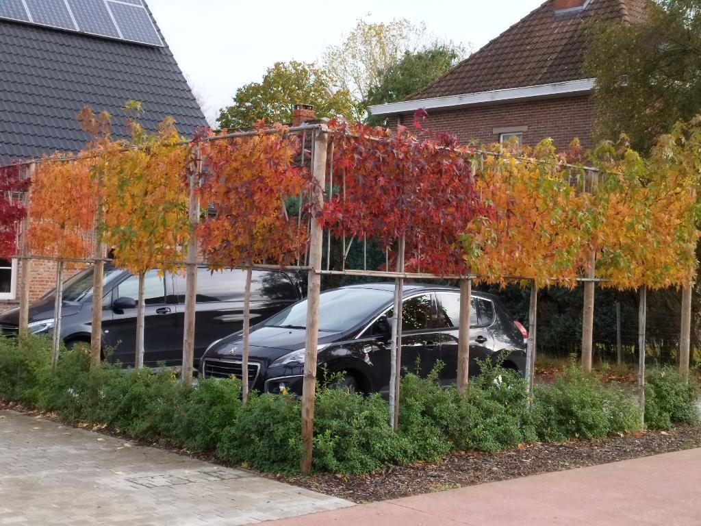 SFEER TUIN MET LEIBOMEN, Tuin en Terras, Planten | Tuinplanten, Vaste plant, Overige soorten, Volle zon, Lente, Ophalen