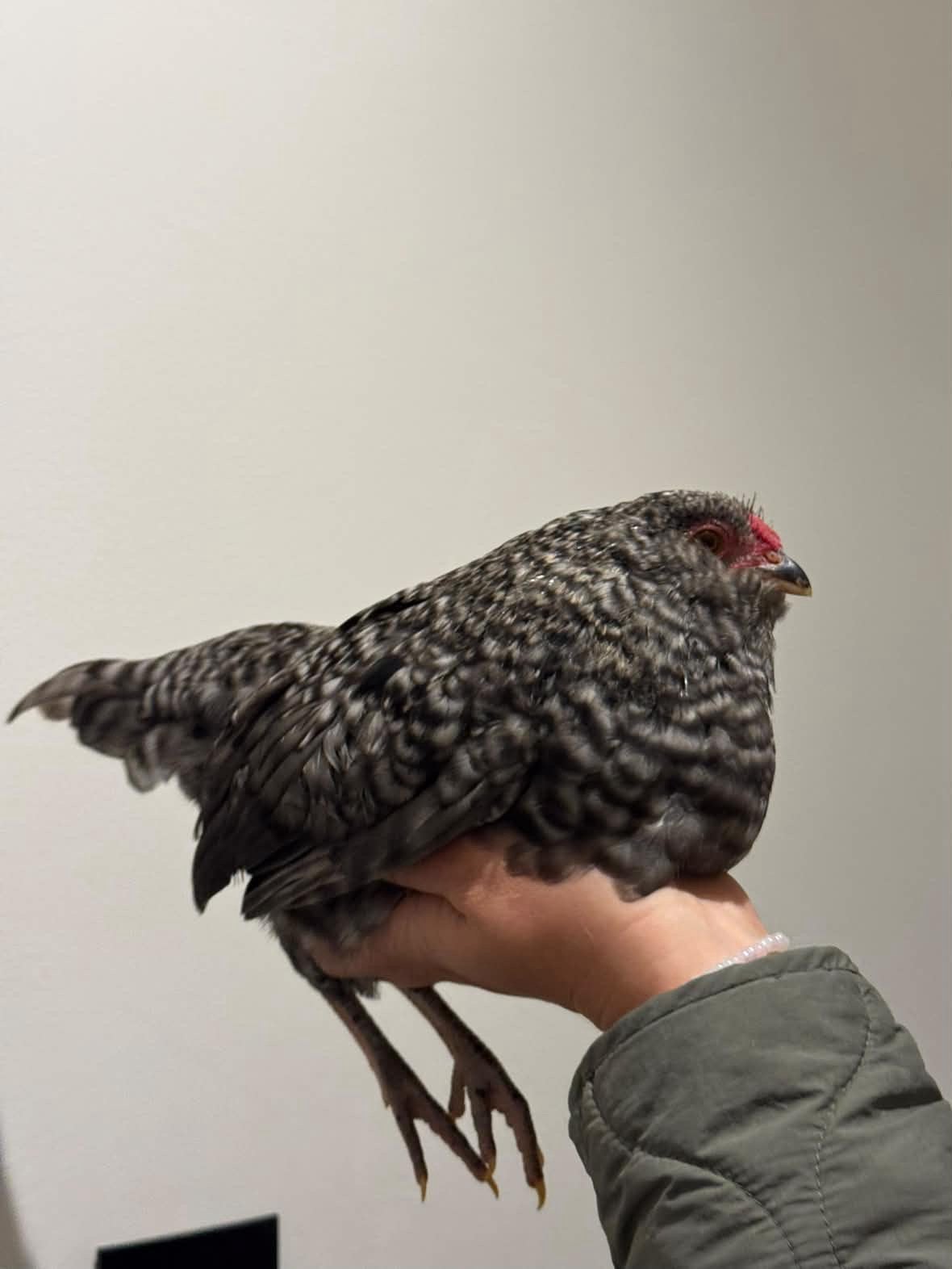Antwerpse baardkriel haan koekoekskleur, Dieren en Toebehoren
