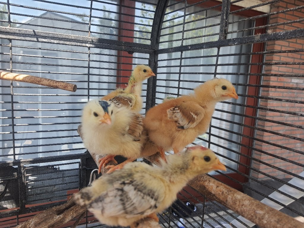 5 kuikens te koop 35 euro, Meerdere dieren, Kip