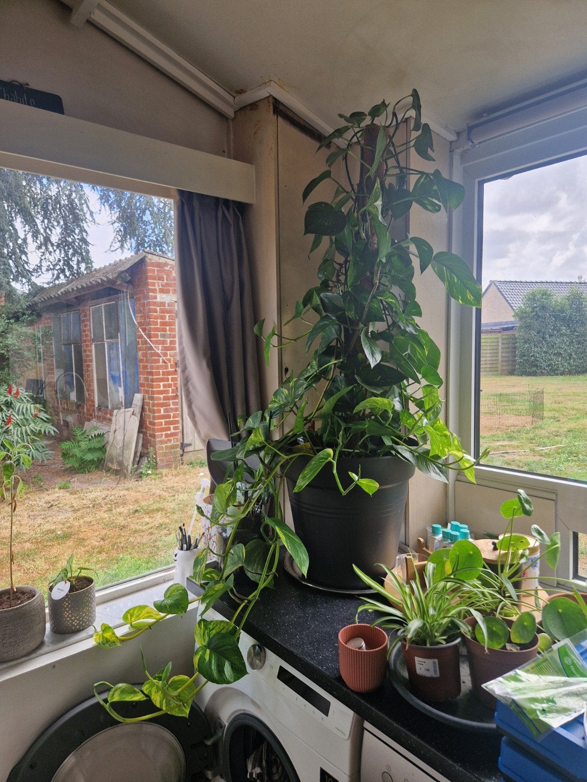 Epipremnum aureum of drakenklimop, Jardin & Terrasse, Plantes | Arbres, Autres espèces, Ombre partielle, Ne fleurit pas, Enlèvement