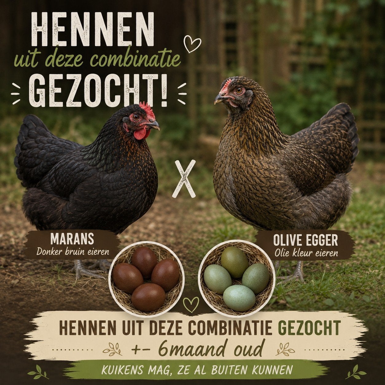 gezicht