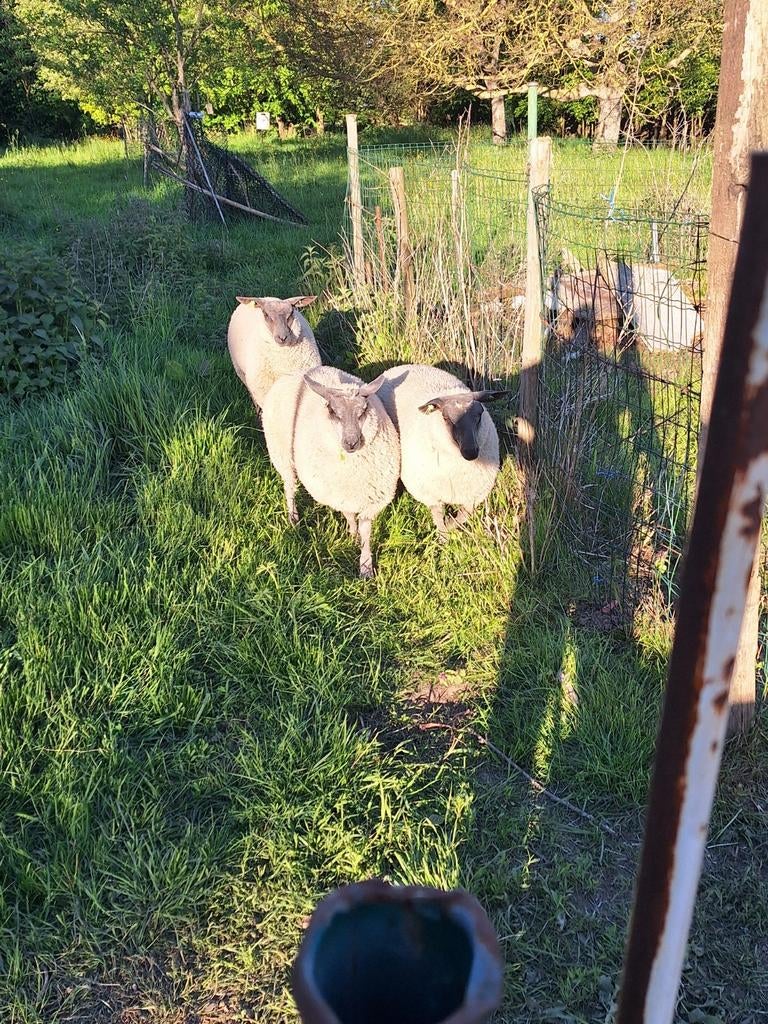 Bleu du maine ooilammeren, Dieren en Toebehoren, Schapen, Geiten en Varkens, Vrouwelijk, Schaap, 0 tot 2 jaar