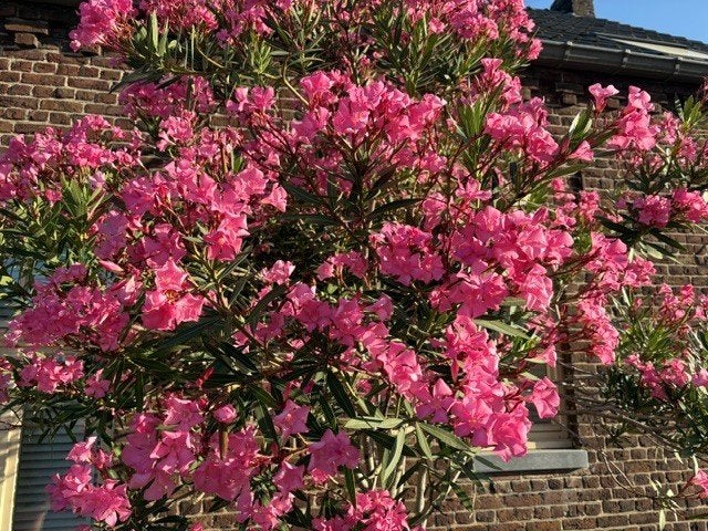 Exclusieve Oleander op stam, Tuin en Terras, Planten | Tuinplanten, Volle zon, Vaste plant, Zomer, Ophalen