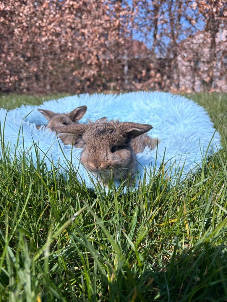 lieve langoor mannetjes, Dieren en Toebehoren, Konijnen, Mannelijk, Middelgroot, Hangoor, 0 tot 2 jaar