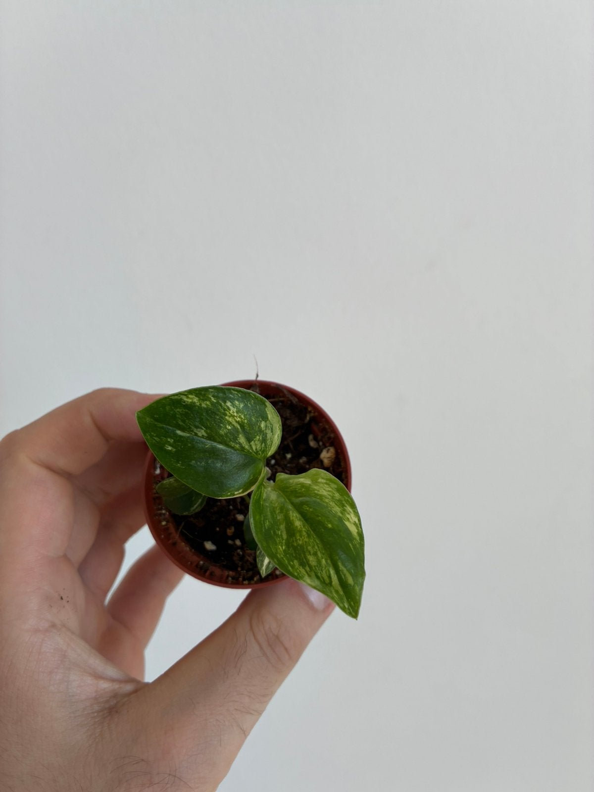 Monstera standleyana, Huis en Inrichting, Kamerplanten, Ophalen