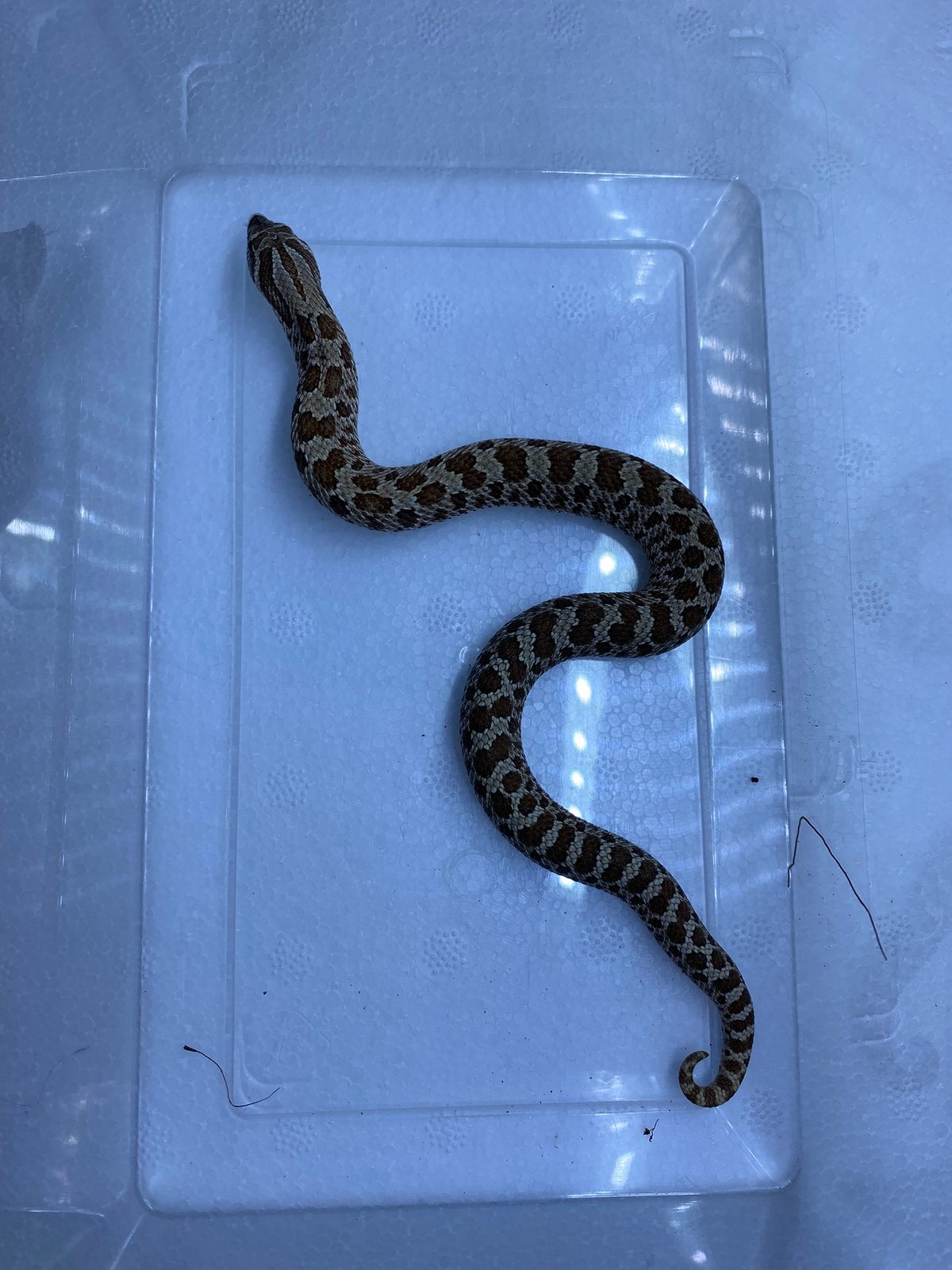 1.0 het stormcloud 50% albino, Slang, Tam, 0 tot 2 jaar