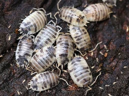 Dairy cow Isopods, Dieren en Toebehoren, Insecten en Spinnen, Overige soorten