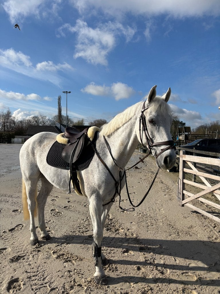 17 jarige ruin (recreatie paard), 11 ans ou plus, Hongre, Avec pedigree, 160 à 165 cm