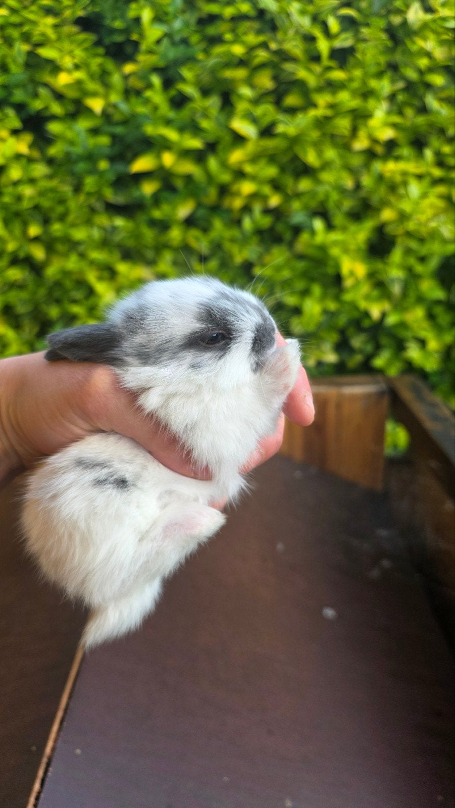 babykonijntjes zoeken een liefdevol huisje! 🐰, Dieren en Toebehoren, Klein
