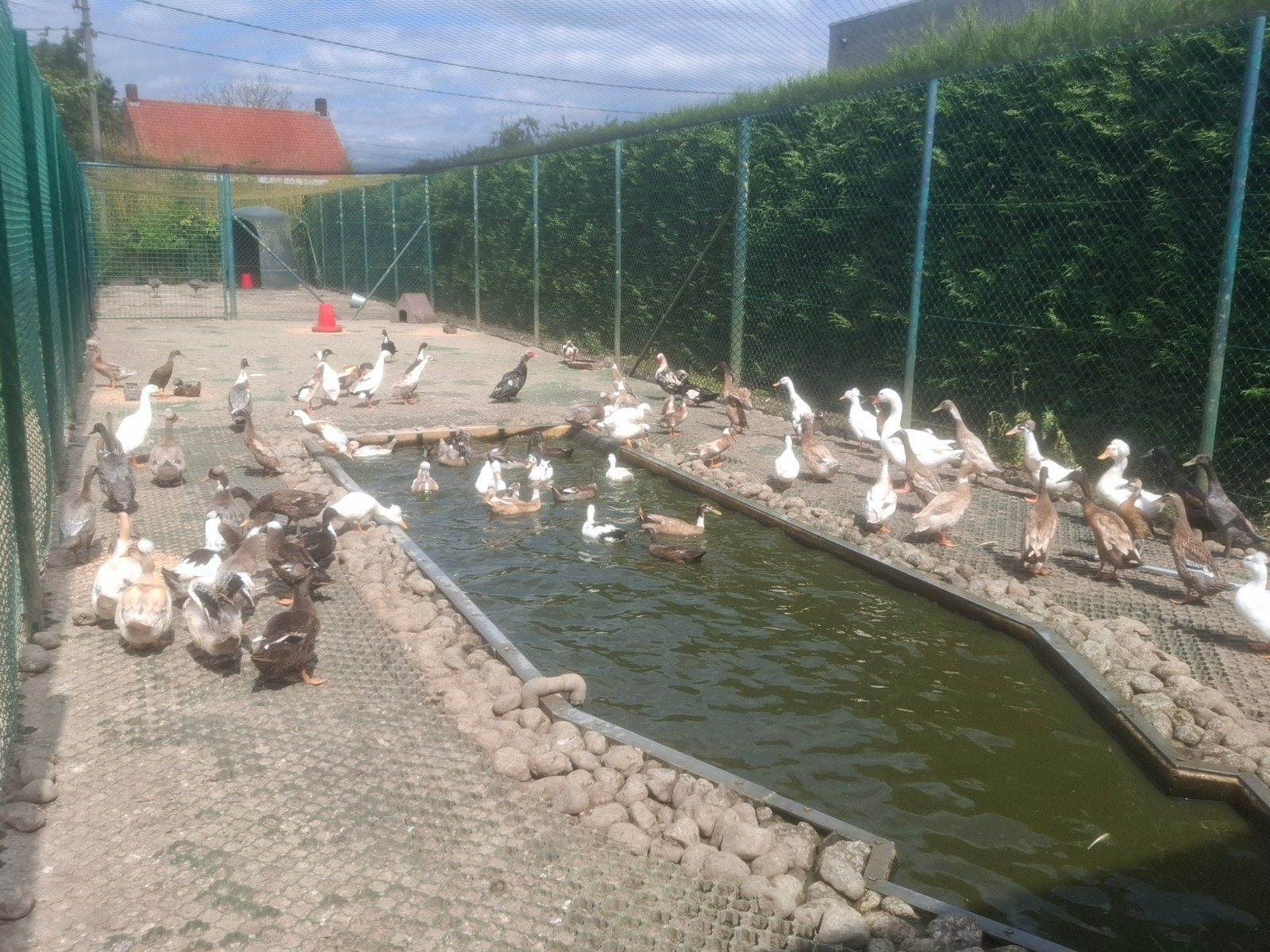 Eenden, ruime keuze , loopeenden, kwakers, gewone , kuifeend