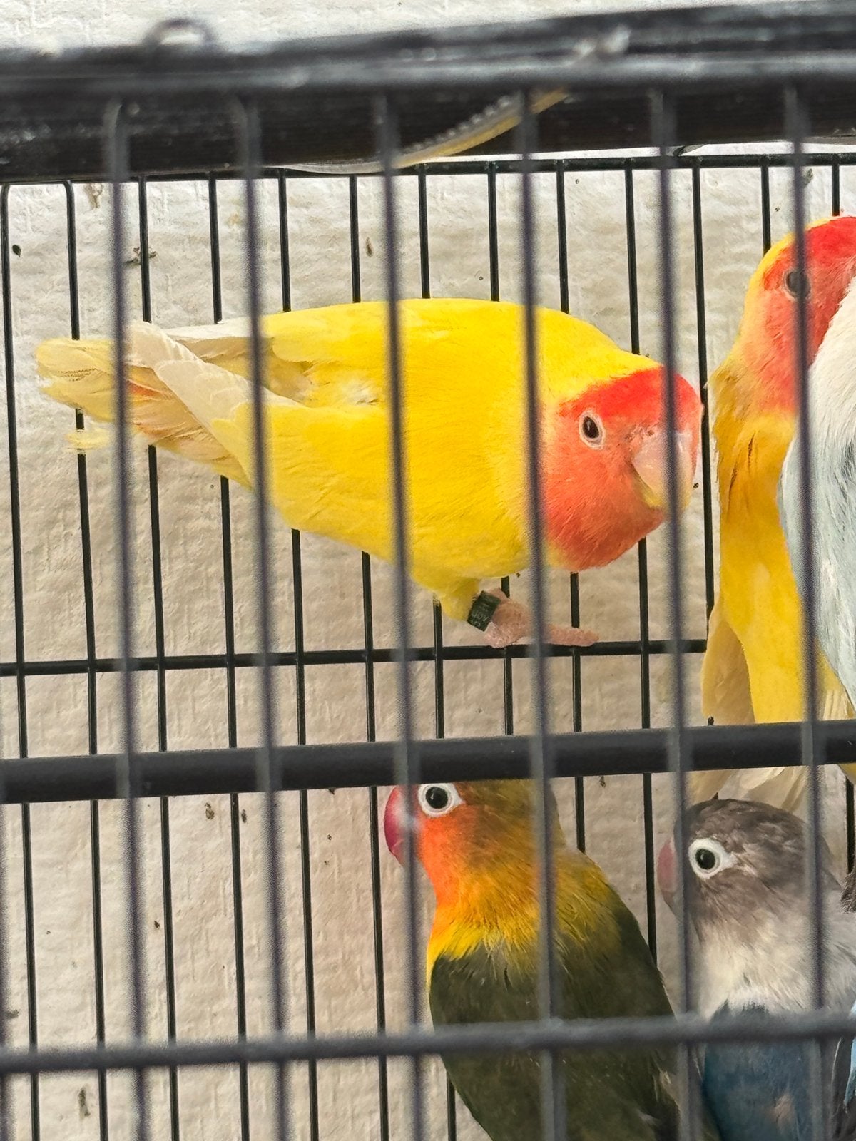 Lovebird te koop, Dieren en Toebehoren